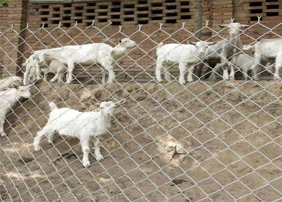 Il PVC di superficie regolare di pollice del ODM Diamond Chain Link Fence 5x5 ha ricoperto